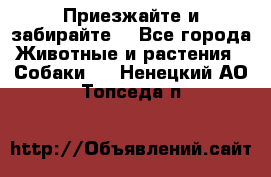 Приезжайте и забирайте. - Все города Животные и растения » Собаки   . Ненецкий АО,Топседа п.